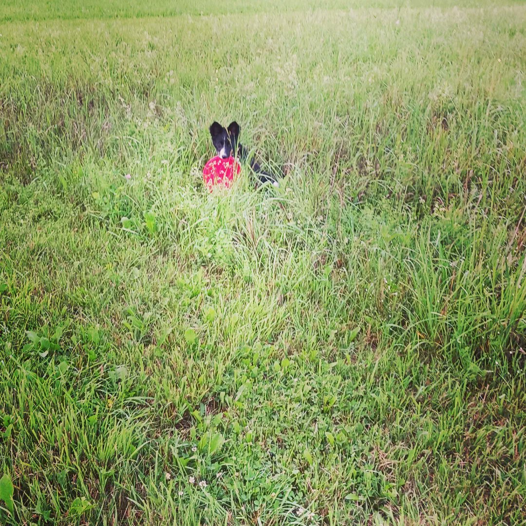 Sørina Higgins tweet media