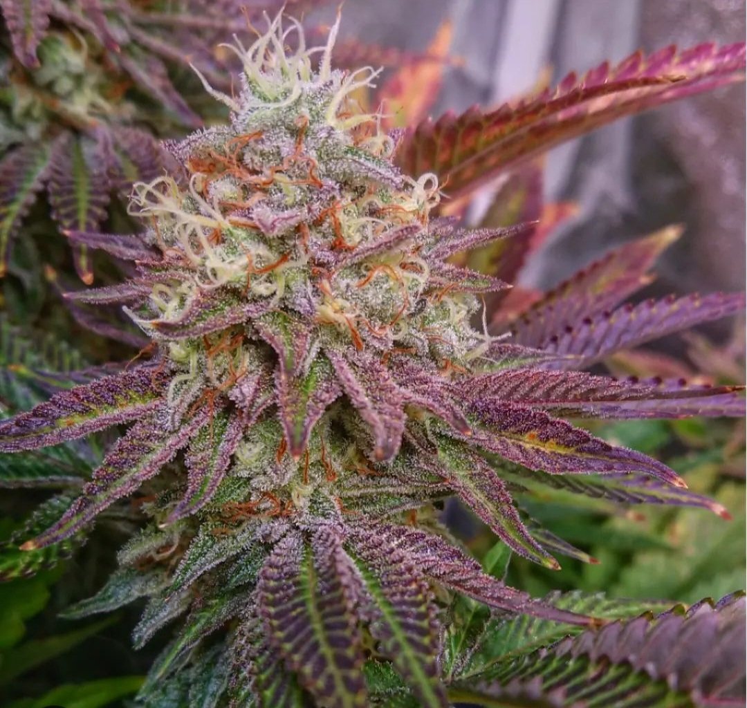 KannabiaGlobal's tweet photo. ZKIT KANDY DREAM by #KannabiaSeeds 🌱 @KannabiaSeeds @Kannabia_Samen
📸 Thanks to our #kannabist IG friend @unkraut_growdiaries 🙏😍🧡💚
ℹ️ #ZkitKandyDream #collectionseeds ➡️ https://t.co/IR7U7Bo8L6
Fem ♀️
#USAGenetics 🇺🇸
Indica dominant
-35% of #discount 🥳
Limited Edition 💎 https://t.co/UUZJsFezFn