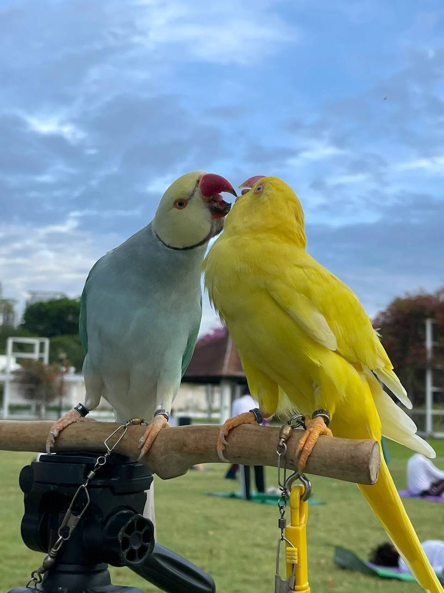 Mayluvnc's tweet photo. A pair of cute and beautiful parrots https://t.co/qr8AHhEYaU