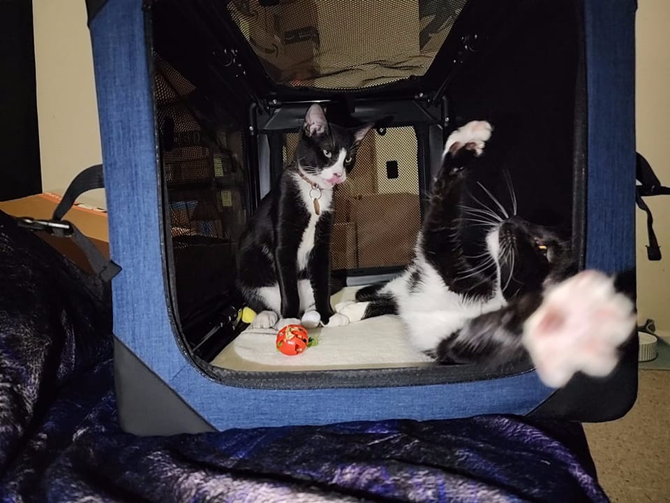 Matt_Ferrell's tweet photo. @yourcatbackpack Took my new kittens for their 6 month vet checkup. They enjoyed "The Boop Coop" carrier, having a party all inside in. 😆 https://t.co/6XBB8soPft