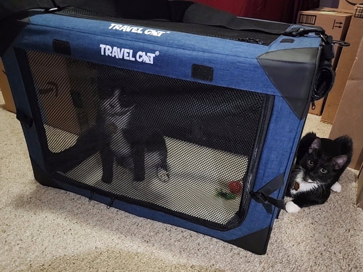 <a href="/yourcatbackpack/">Travel Cat 🐈🎒 Your Cat Backpack | #AdventureCats</a> Took my new kittens for their 6 month vet checkup. They enjoyed "The Boop Coop" carrier, having a party all inside in. 😆