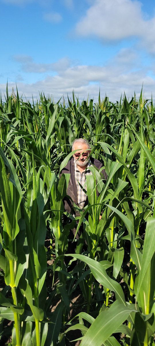 Corn are taking over fast and furious, does height result in bigger yields?