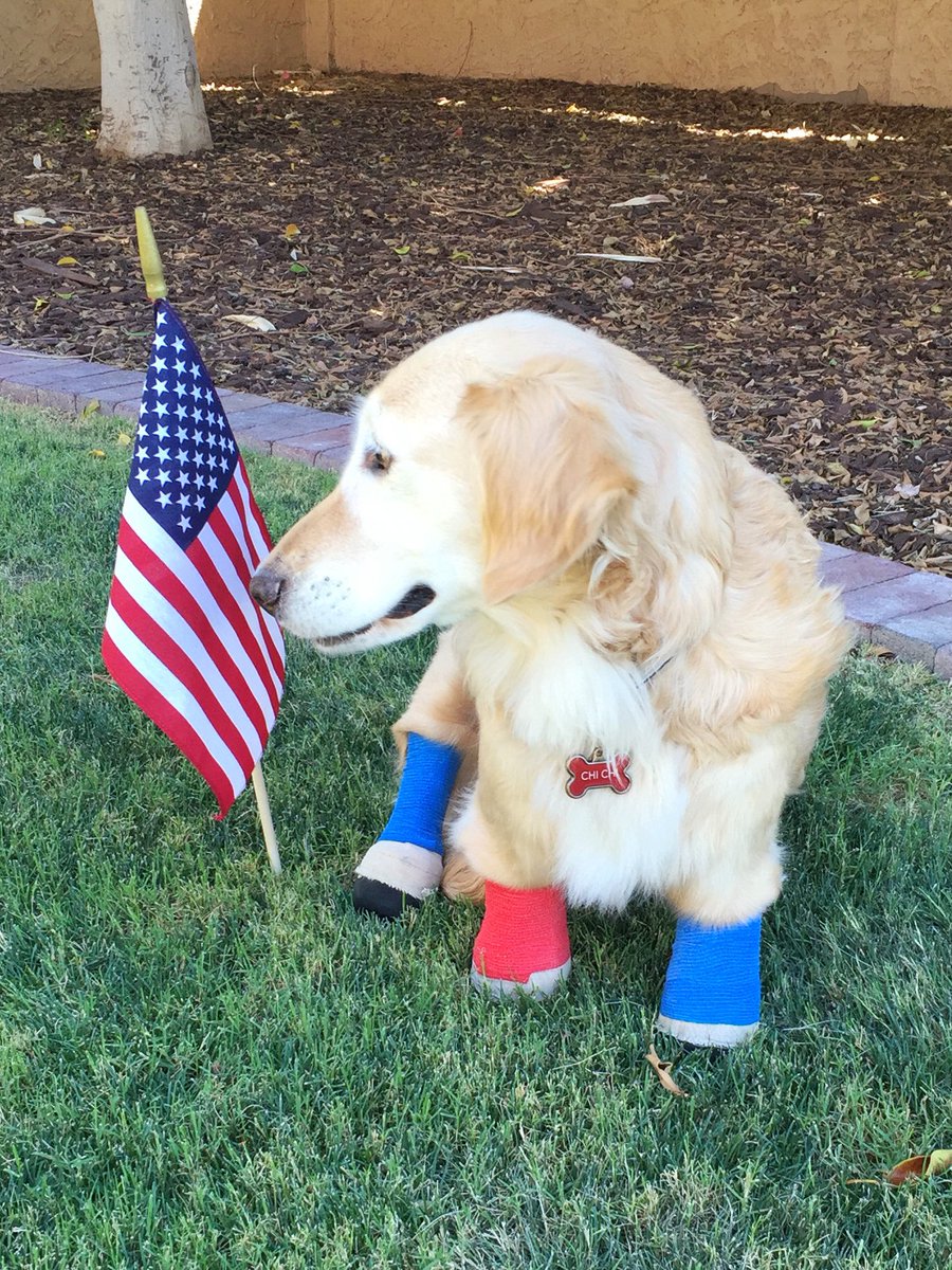 ChiChiRescueDog's tweet photo. Happy 4th of July! 🇺🇸 https://t.co/NOKwblpl4H