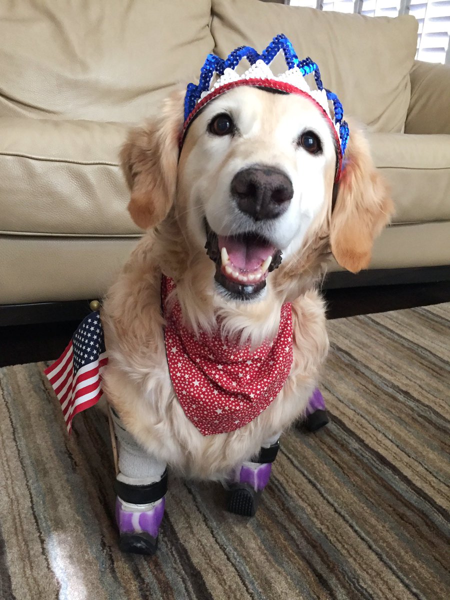 ChiChiRescueDog's tweet photo. Happy 4th of July! 🇺🇸 https://t.co/NOKwblpl4H
