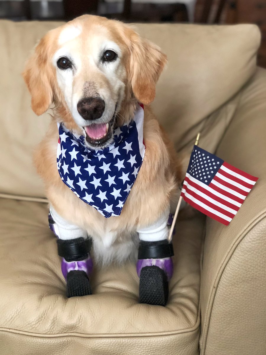 ChiChiRescueDog's tweet photo. Happy 4th of July! 🇺🇸 https://t.co/NOKwblpl4H