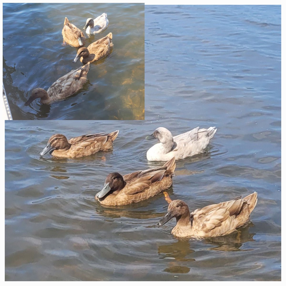 markthomas65's tweet photo. Ducks are in a row, lol. #Neighbours #fowllanguage #quackers https://t.co/OJKylMqXhC