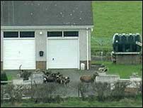 Horrific scenes like this will be a thing of the past for one part of N.Ireland. The criminal County Down Staghounds have decided to disband, their years of illegal carting, killing pets and causing horrific pain to wildlife is over. Good riddance you bunch of murdering scumbags.