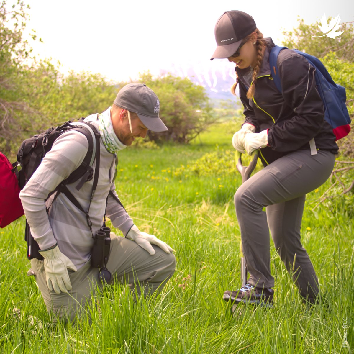 Help protect native biodiversity by removing invasive plant species. Join us on Friday, July 7th for a rewarding volunteer experience in Alberta! Sign up now! ➡️ fal.cn/3zCBK