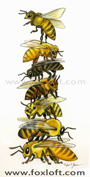 <a href="/UrsulaV/">Kingfisher & Wombat</a> nerdily I made a honeybee stack panting some years back to show off some of their color and pattern variations :)