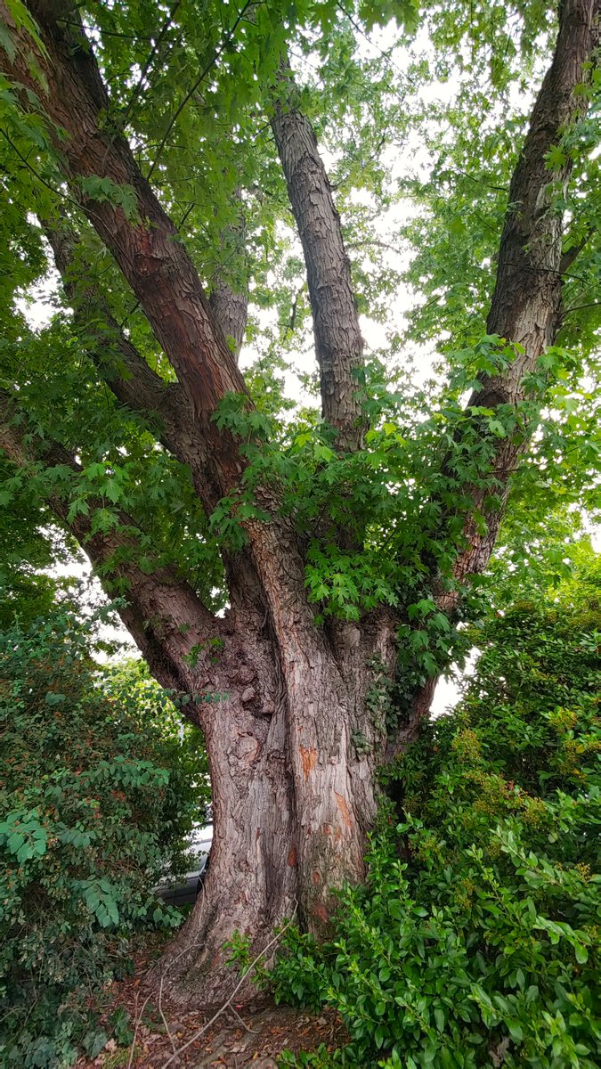 StephaneNature's tweet photo. Healthy, peaceful #Thicktrunktuesday to all nature lovers๐ณ๐ฉโ๐ฆฝ๐ถ๐ฒ๐ต๐๏ธ๐
#Trees #TreeRide #TreeHike #Forests #Nature #Biodiversity #Climate #ShinrinYoku #MentalHealth #PeaceInFreedom https://t.co/J1iKJA2i4A