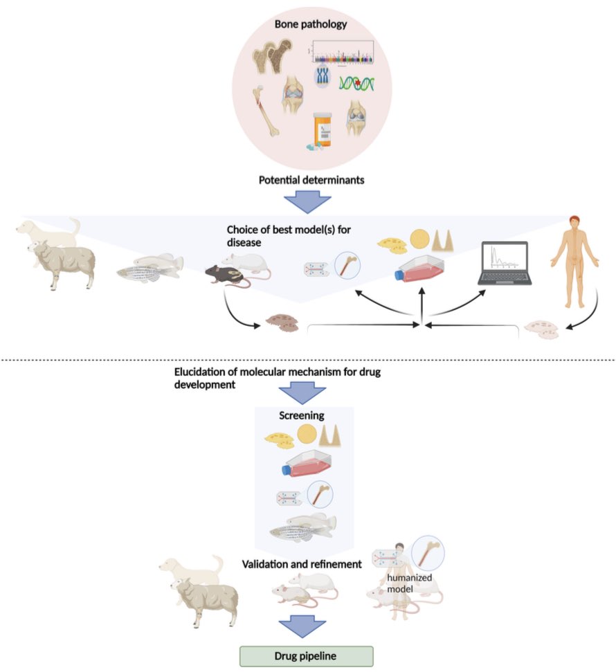 I am excited to be part of a timely review paper highlighting the crucial role of animal experimentation in bone research, even as the challenges of using animal models continue to rise. #BoneResearch #ScientificAdvancements
#JBMR 
asbmr.onlinelibrary.wiley.com/doi/epdf/10.10…