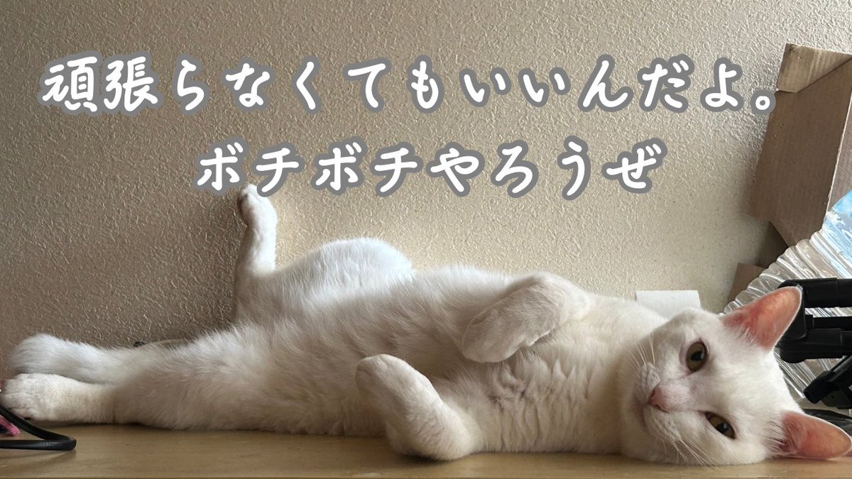 あいか保護猫ママ (@aikanyanko) on Twitter photo 