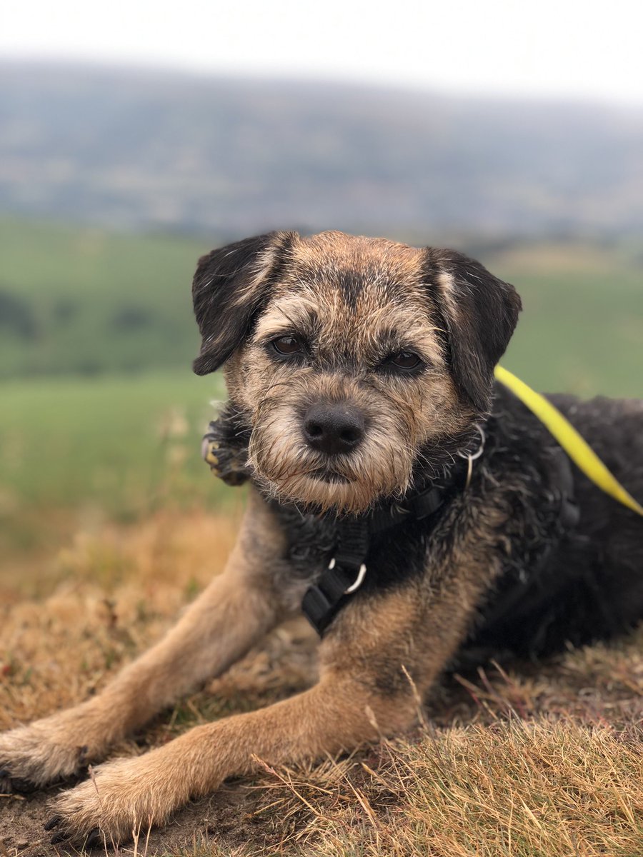 Tobi_LeRone's tweet photo. Fablass walk up Sugarloaf today with @WinstonsWoofs hoomum 🥰  
#SheepPoop #NaturesPicnic #Burp https://t.co/7016BtmhAK