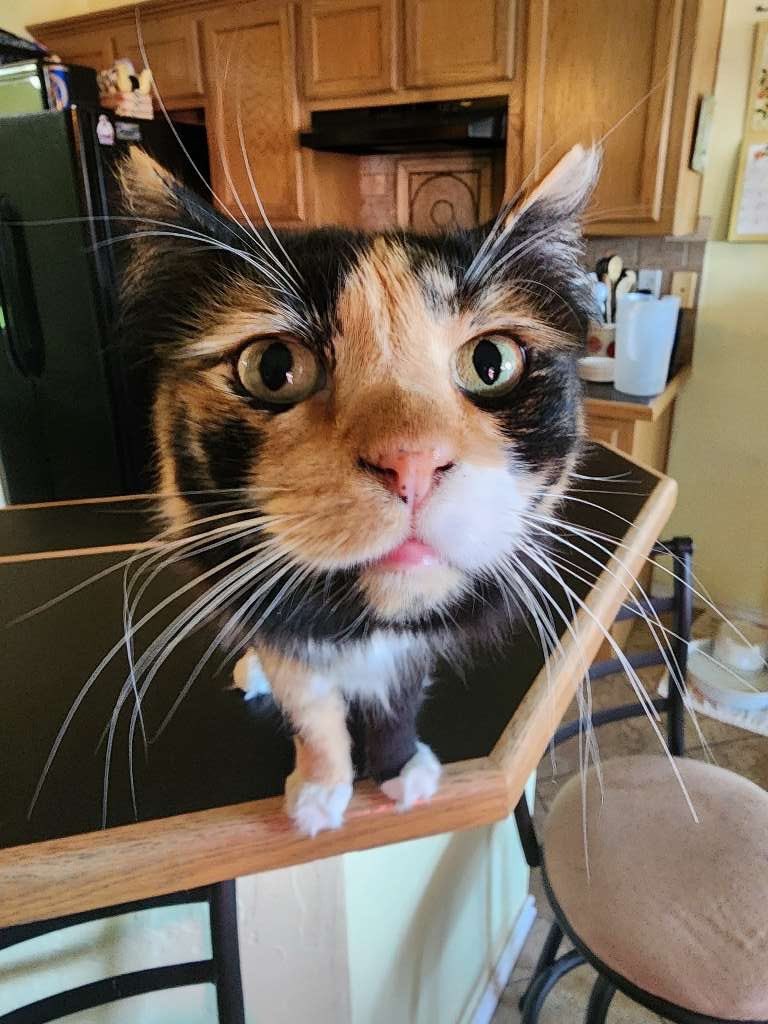 CalicoDaily's tweet image. Inquisition