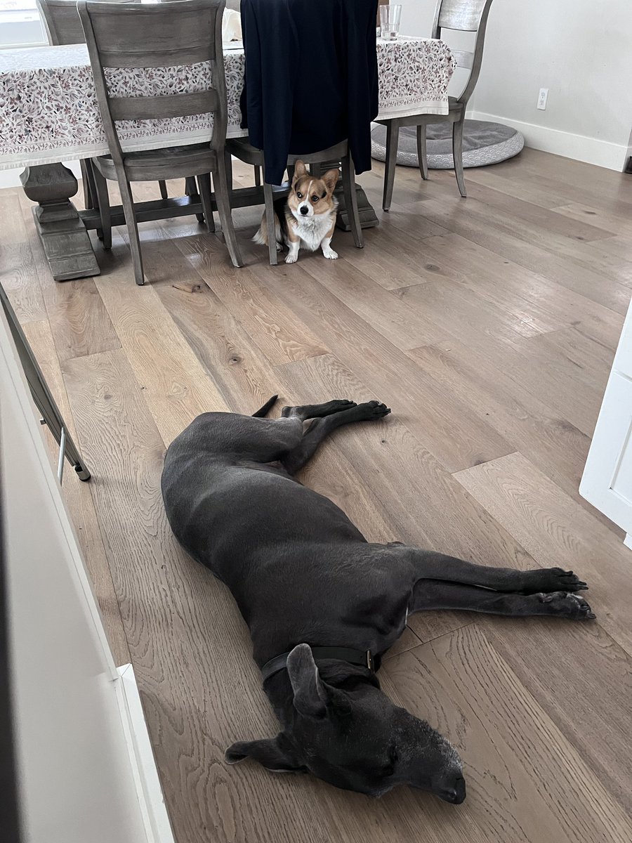 充実したドッグシッター生活2週間だった〜。
犬と暮らすの楽しい。またやりたい。