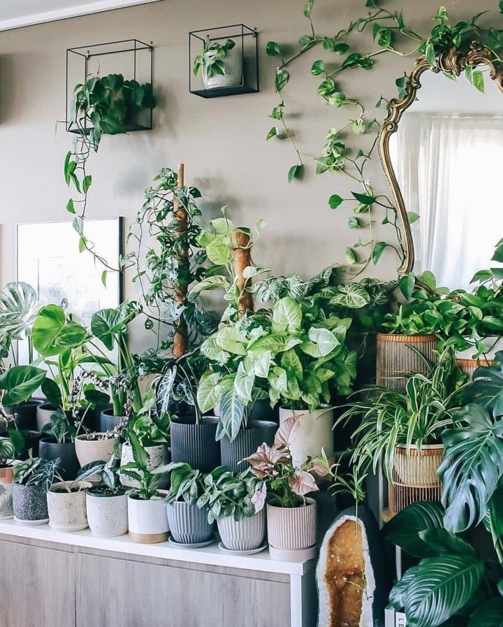Urban Plant Home tweet media