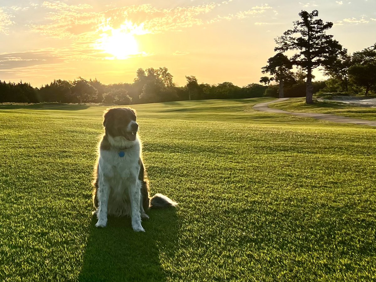 JW_SCC's tweet photo. @DogsOfTurf https://t.co/6Xu9JdeRUE