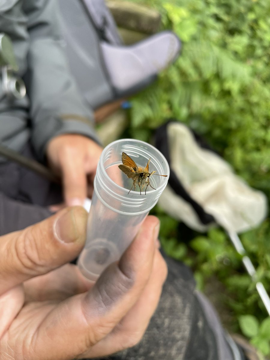 befmavaa's tweet photo. Love a good invertebrate survey 🦋🪲🪳🦗 https://t.co/XL5jQOwTRW
