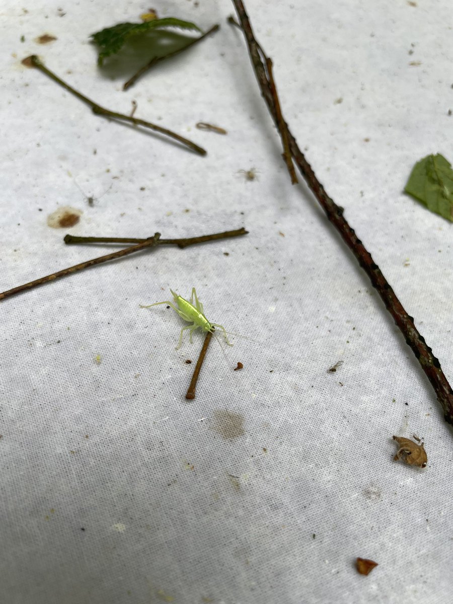 befmavaa's tweet photo. Love a good invertebrate survey 🦋🪲🪳🦗 https://t.co/XL5jQOwTRW
