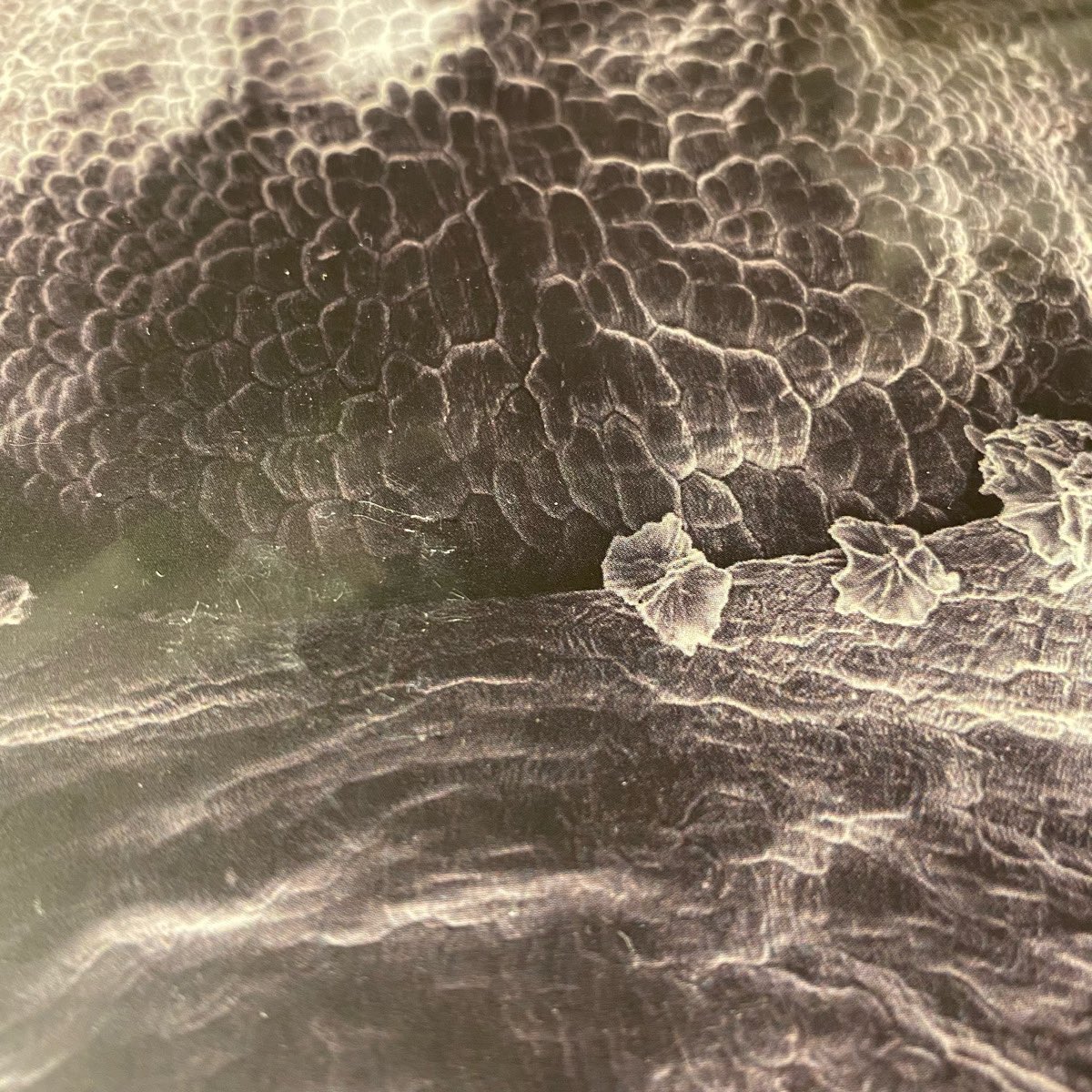 ʞɔılɐǝlɟ tweet media