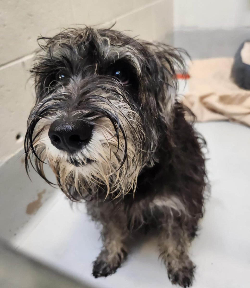 #BATHURST ST #PRINCECHARLES DR #Pls RT2unite #FOUND #DOG-2-Jul-23 #Toronto Animal Services A952625 #NORTH 416-338-8723 BLACK #SCHNAUZER MIN M/?Age