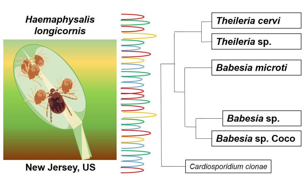 📢New preprint! We showed that Asian longhorned (ALT) ticks in New Jersey, US, are associated with protozoan parasites that infect humans, domestic animals and wildlife.
biorxiv.org/content/10.110…