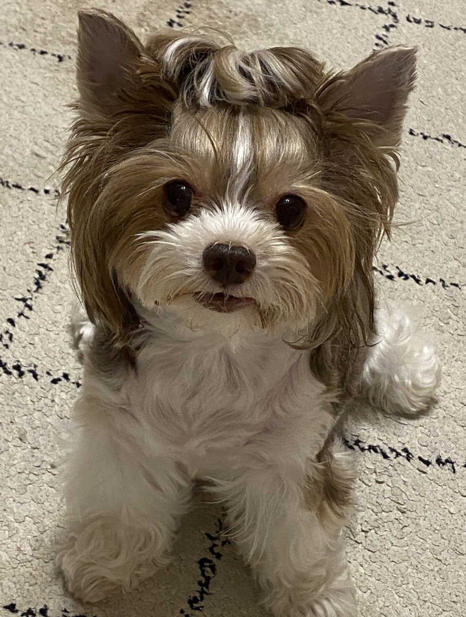 prince инøк. tweet media