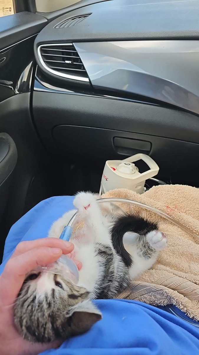 Bradford Cat Watch Rescue tweet media