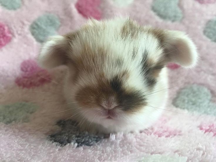 ໒꒰ྀི´ ˘ ` ꒱ྀིა