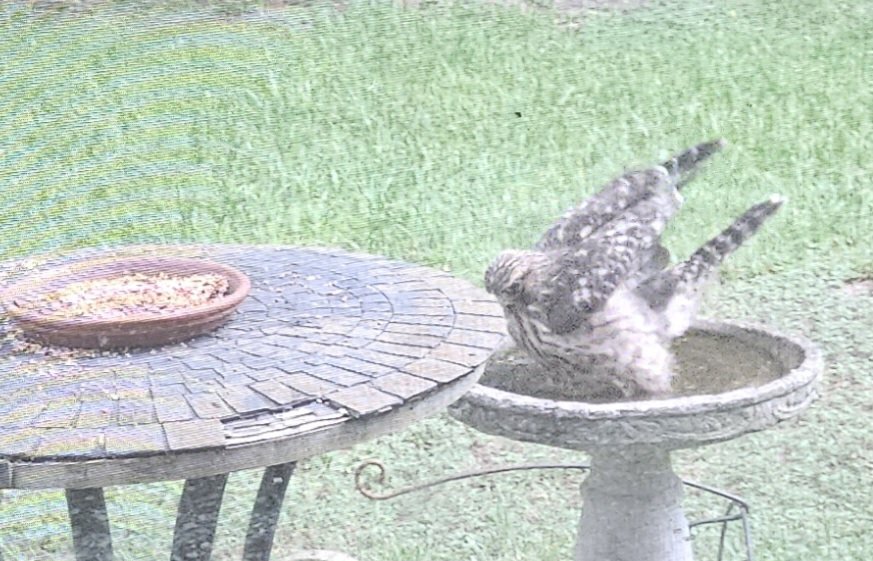 scbowman63's tweet photo. Critters getting desperate for water. #hawk in our #birdbath that is very close to our house. (Solar screens prevent good pics.) #inmybackyard #texas #texassummer #toohot https://t.co/KviL7rB3yM