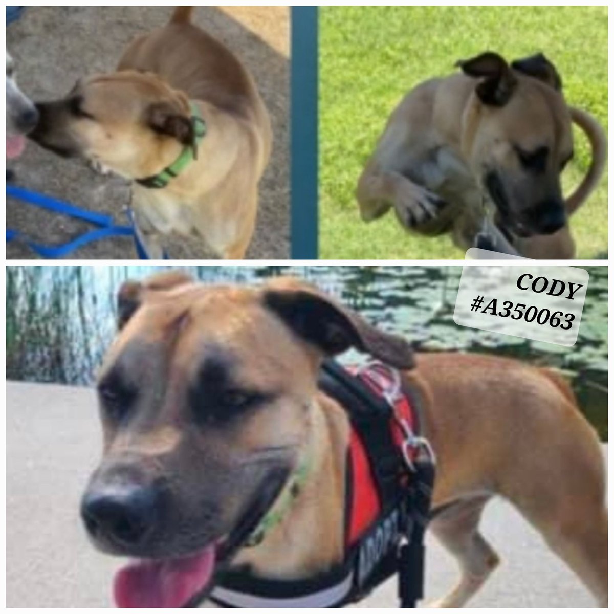 🚨🆘️ previous #PetOfTheWeek CODY #A350063 
LOOK👀this #BlackMouthCur has #personality 
Only 15 mos old Cody has lived in cage 8 mos
Now ☠️💉 #KillList at #CorpusChristiACC #TX 
7/7 noon is his #ExpirationDate😡😱😭
They say #stressed but he is #TBK for #space