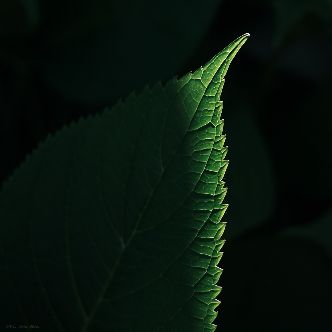 pdgibson's tweet photo. Just Lit
Seattle, WA
June 2023

#nature #naturephotography #colorphotography  #upperleftusa #pnwonderland #pacificnorthwest #pnw #pnwlife #fujifilm #fujixseries #fujixshooters #fujifilmx_seattle #fujixt5 #fujifilmxt5 #xf35mmf14 #fujifilm35mm14 #fuji35f14 #myfujifilm @fujifilmx_us https://t.co/4zyONUQSkO