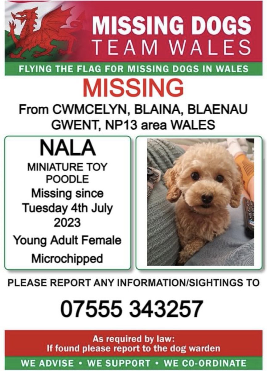 ❗❗NALA, MISSING FROM #CWMCELYN, #BLAINA, #BLAENAUGWENT, #NP13 area #WALES ❗❗
❗SINCE TUESDAY 4th JULY 2023.
❗PLEASE LOOK OUT FOR NALA AND CALL NUMBER WITH ANY SIGHTING/INFORMATION ❗
