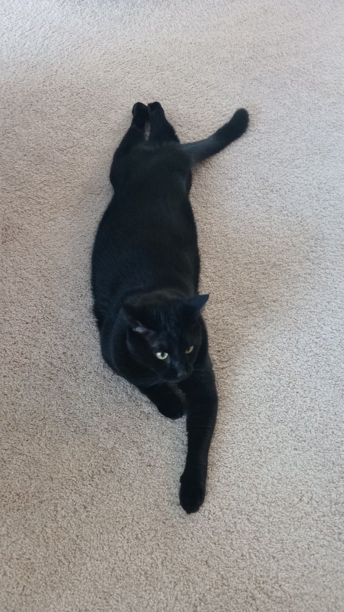 CagleCats's tweet photo. Amazing Form https://t.co/VbM0PoZjfa