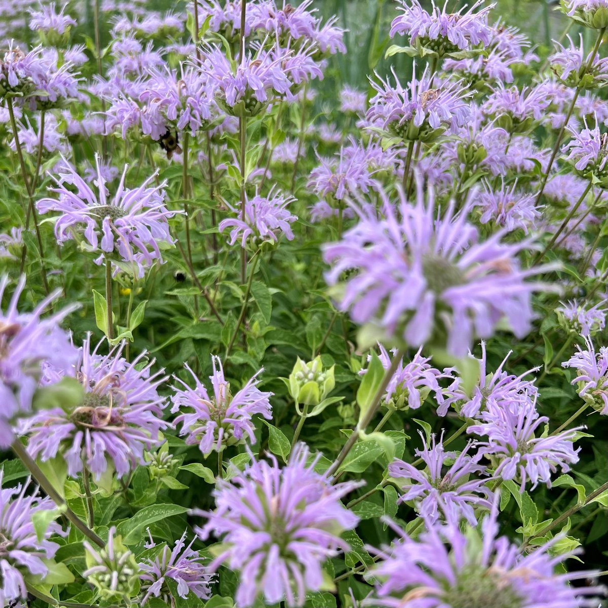 Bang Brewing tweet media