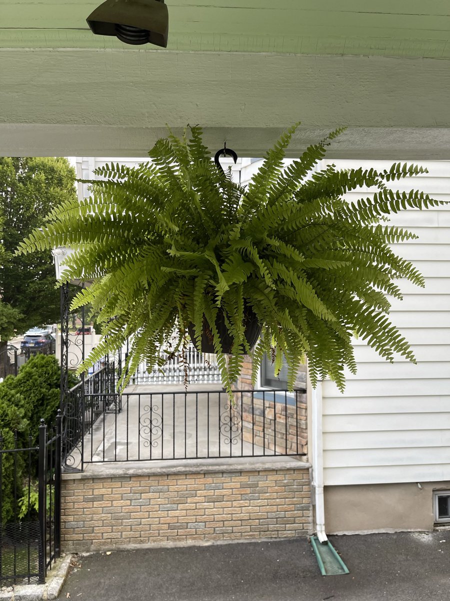 IamTHREEE's tweet photo. Didn’t realize how much my ferns grew… 🤗 #PlantPapi https://t.co/Vk8JwECMWq