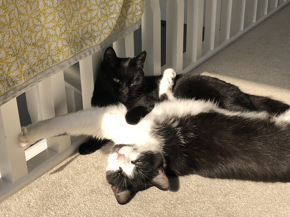 amyvbaggott's tweet photo. @TharushaGunawa4 The current two lovely bros hanging out in the sun together. https://t.co/3w9lQIpnfB