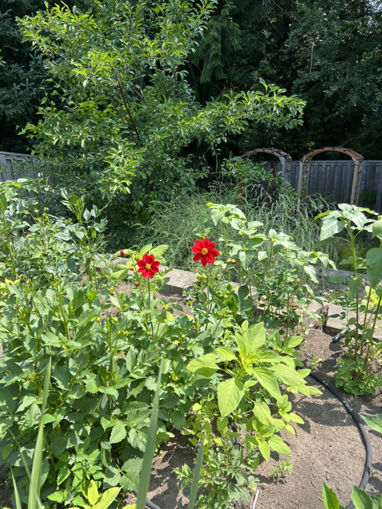 yikestrin's tweet photo. first dahlia bloom 🥹🌱🤍 https://t.co/S546obwfOp