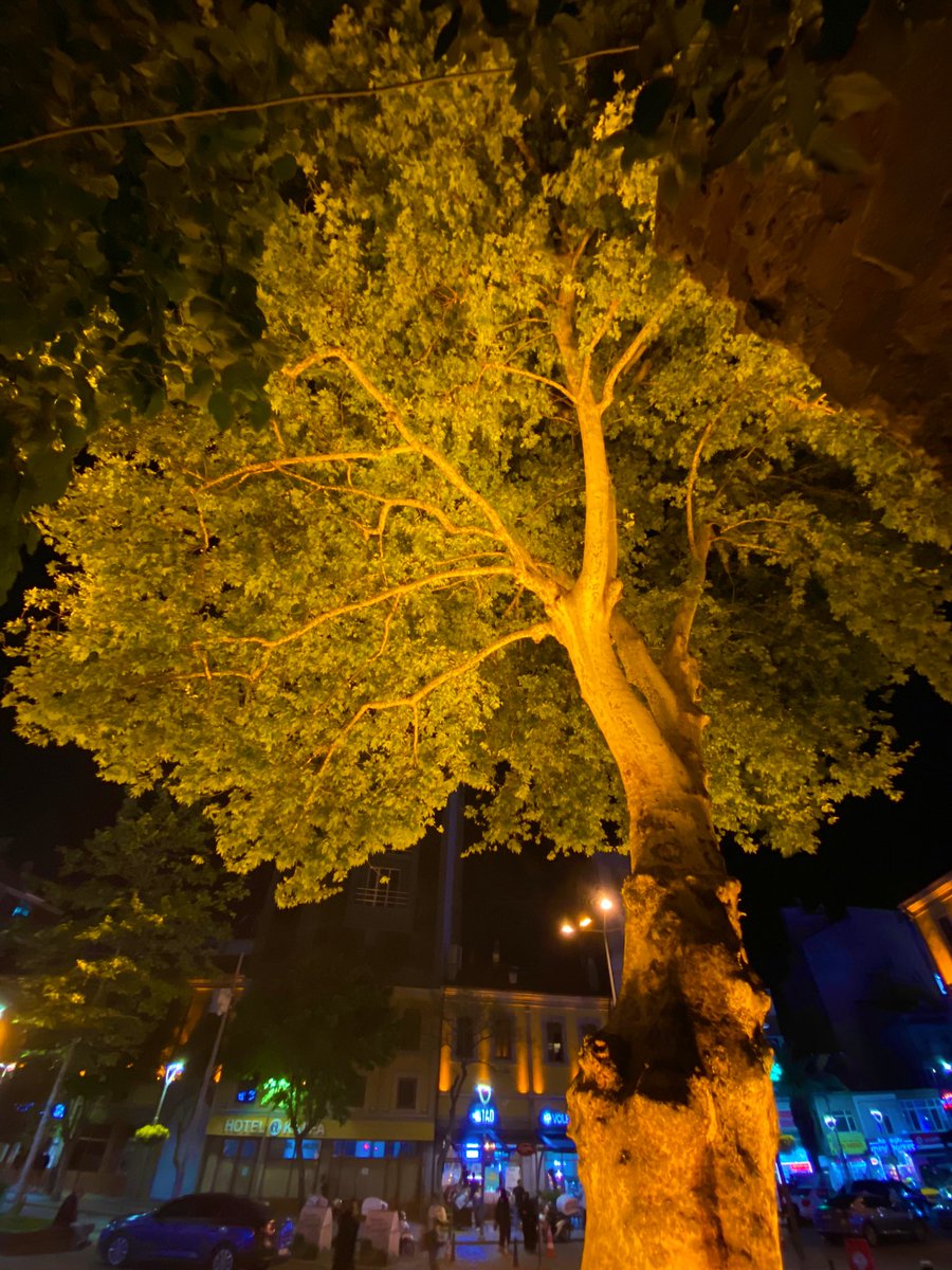 Caglayavuz98's tweet photo. @digerkm 🍁 https://t.co/CC5jVrtGlt