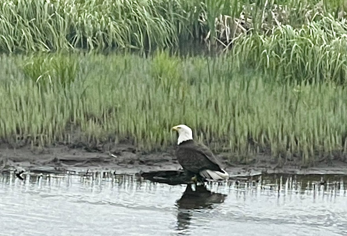 America posed for me on the last day in Alaska. What a glorious bitch! #Happy4thofJuly #BaldEagle #beautifulalaska