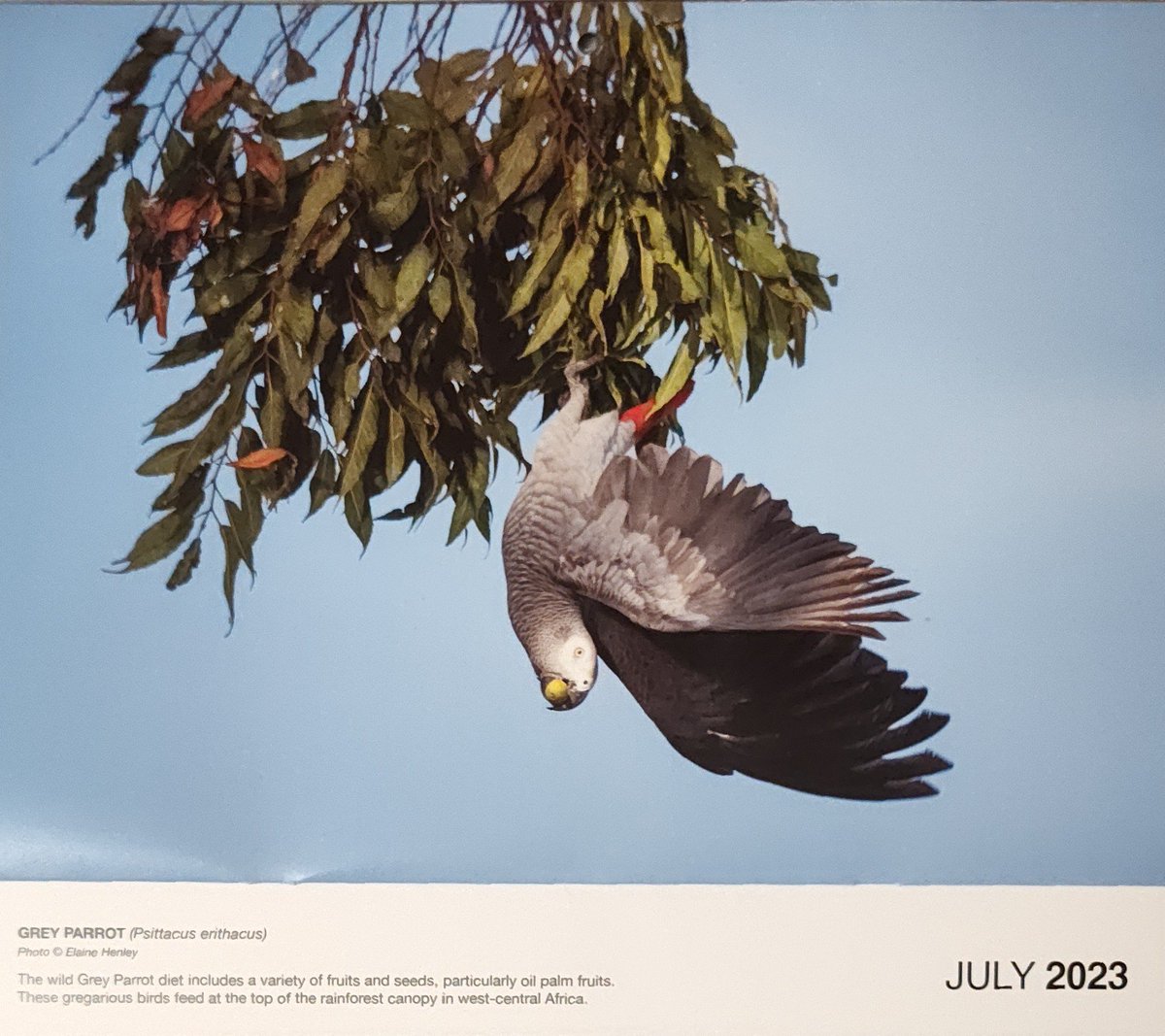 July parrot calendar photos are here! First up is this African grey have fun dangling from a tree. Photo by Elaine Henley in the World Parrot Trust photo calendar. #ParrotCalendarOfTheMonth @ParrotTrust @desi_milpacher @ParrotOfTheDay