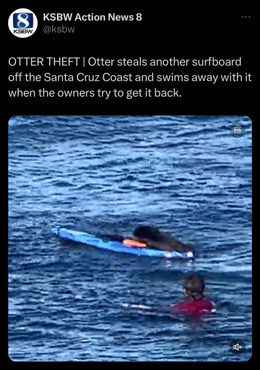 adelpreore's tweet photo. Breaking News:

The otters have entered the fray. https://t.co/G0KrgWeQx9