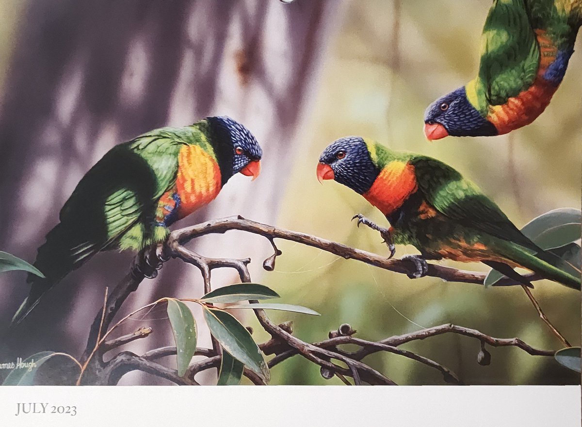 These lovely rainbow lorikeets look stunning in dappled sunshine in the Australian Geographic calendar for July #ParrotCalendarOfTheMonth @ParrotOfTheDay