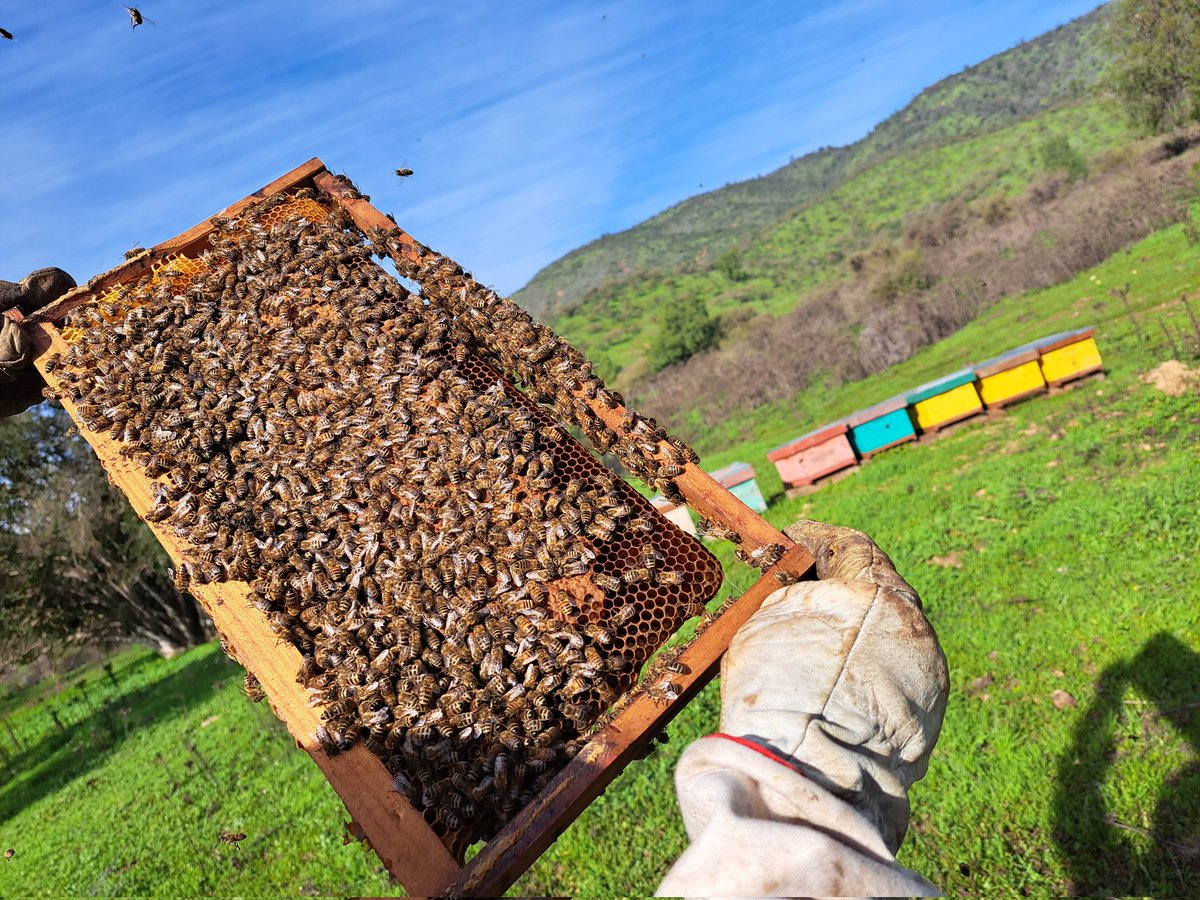 Después del 12 de junio vengo realizando seguimiento de crecimiento de una colmena en particular del apiario encontrándonos con el marco de cría expandido!! Vamos bien! 🚀 realice una publicación el 12 de junio con el mismo marco!