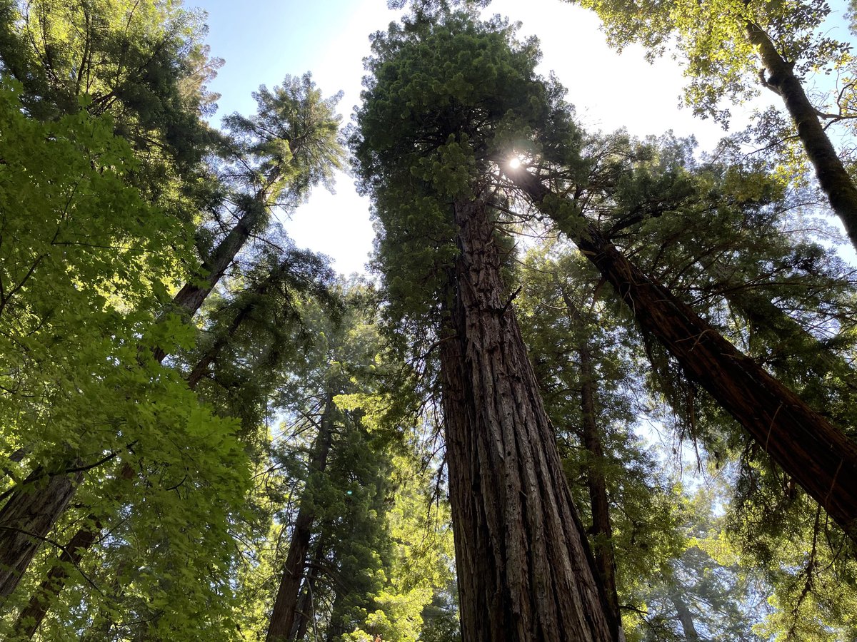 What nice day enjoying the Muir Woods National Monument Park #Muirwoods #Nationalparks #California