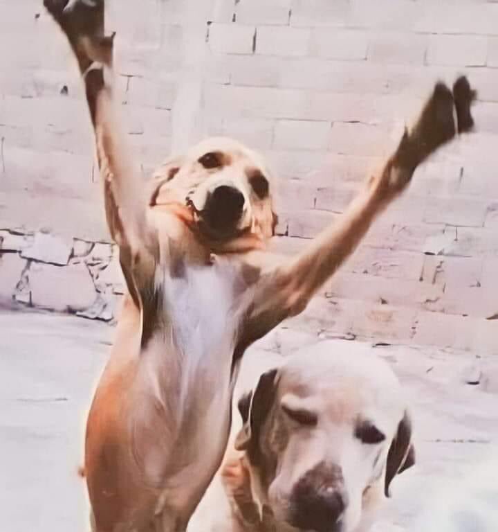 “Ninguém vai te querer”

Meu cachorro quando me vê: