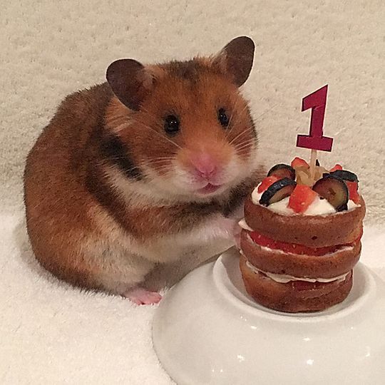 porroclo tweet media