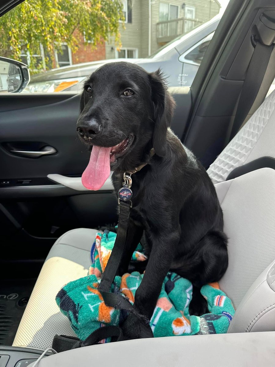 WarrPat's tweet photo. 🚨 New Albany area, please be on the lookout for my friend’s dog (name is Boone). Ran off on him during the Fourth of July parade around 11:30.

Please retweet, share with anyone in the surrounding area of New Albany, and let me know anything you may find out or see! https://t.co/lRJondituo