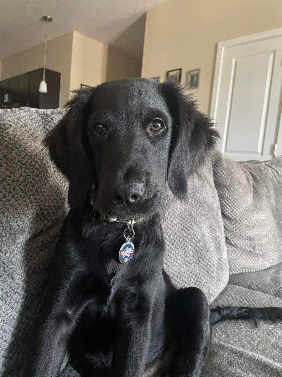 WarrPat's tweet photo. 🚨 New Albany area, please be on the lookout for my friend’s dog (name is Boone). Ran off on him during the Fourth of July parade around 11:30.

Please retweet, share with anyone in the surrounding area of New Albany, and let me know anything you may find out or see! https://t.co/lRJondituo