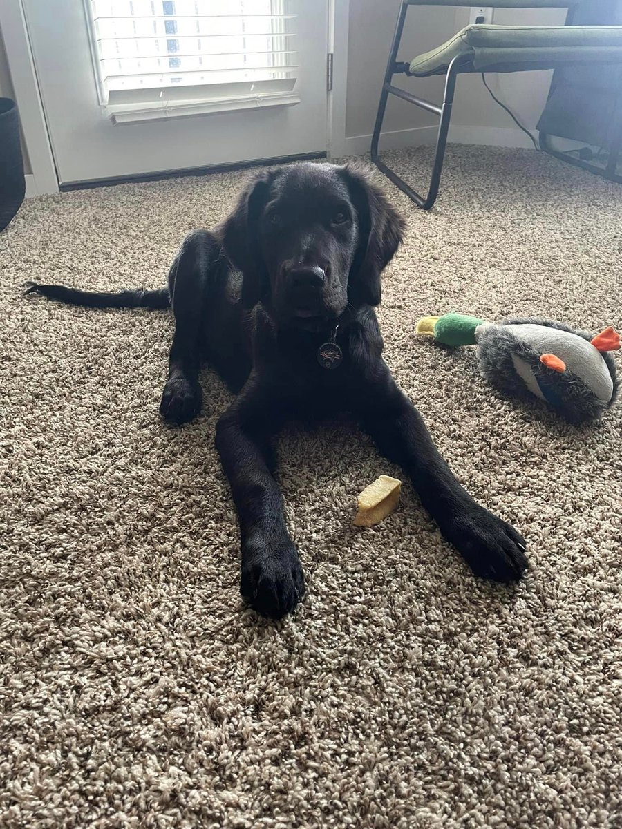 WarrPat's tweet photo. 🚨 New Albany area, please be on the lookout for my friend’s dog (name is Boone). Ran off on him during the Fourth of July parade around 11:30.

Please retweet, share with anyone in the surrounding area of New Albany, and let me know anything you may find out or see! https://t.co/lRJondituo